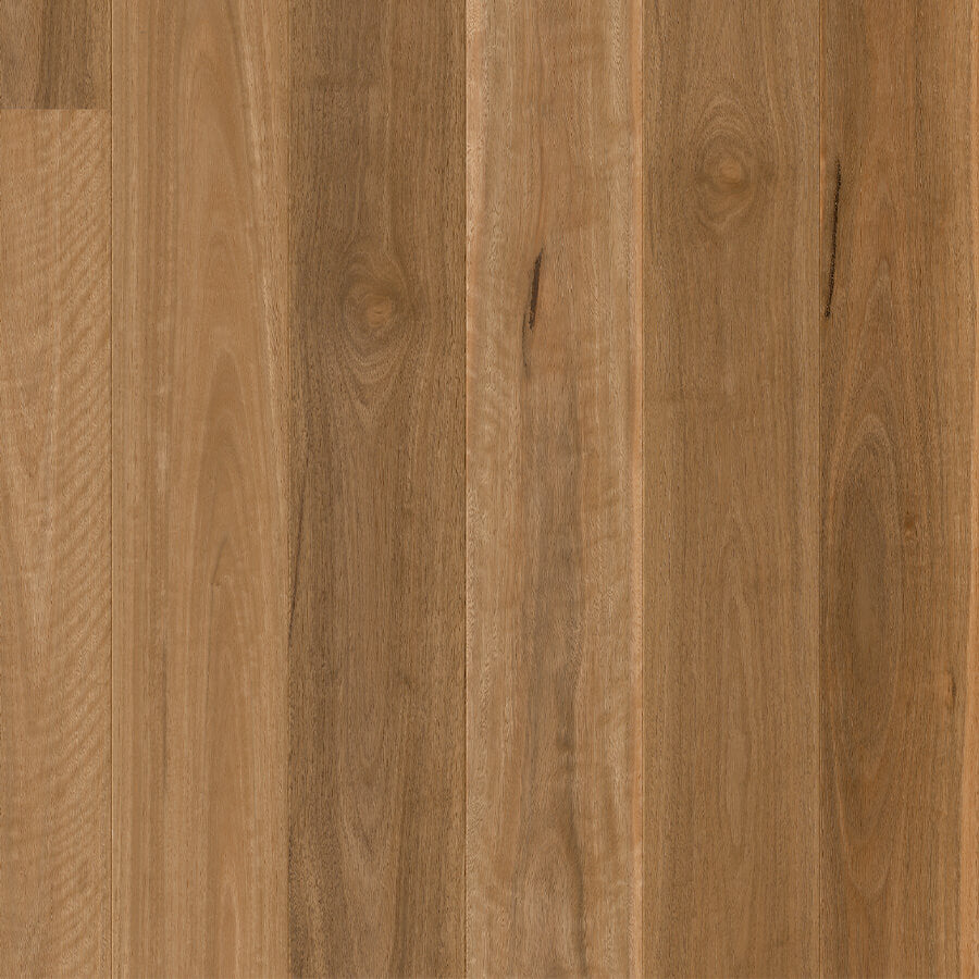 Cascada - Spotted Gum