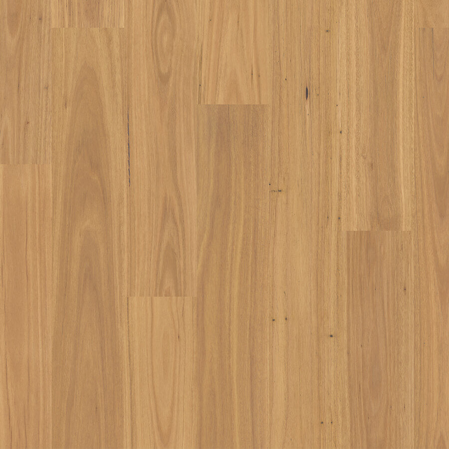 Eligna - Pure Blackbutt