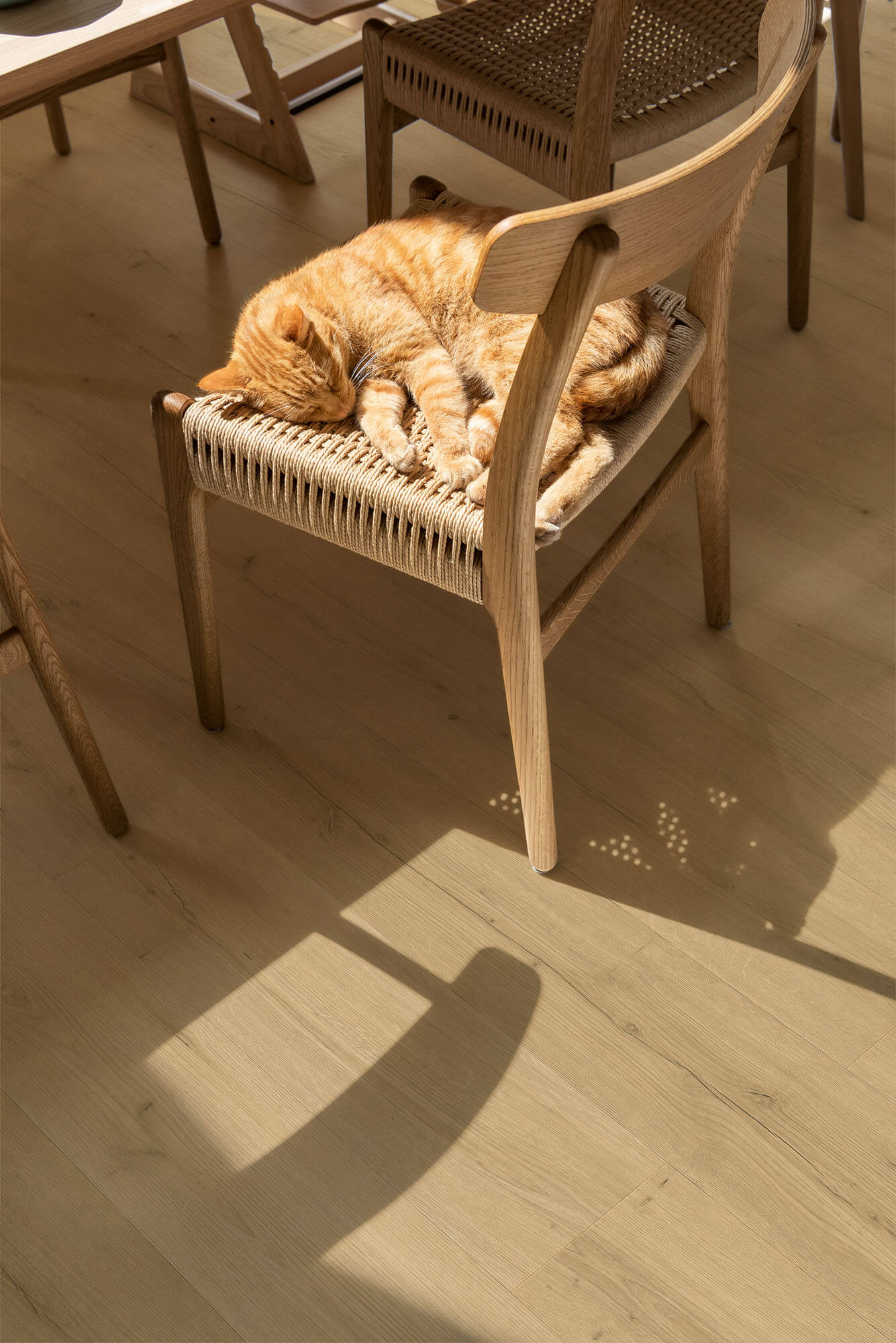 Cat sleeping on a wooden chair with wicker seat in a softly lit room.