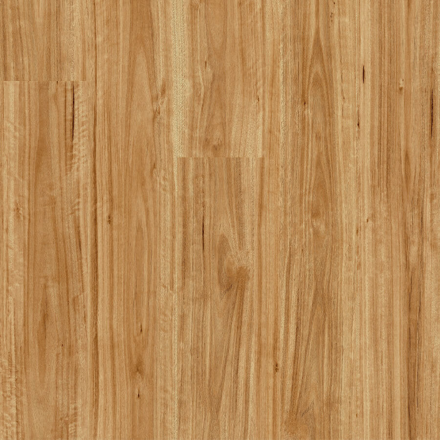 Bloom - Urban Blackbutt