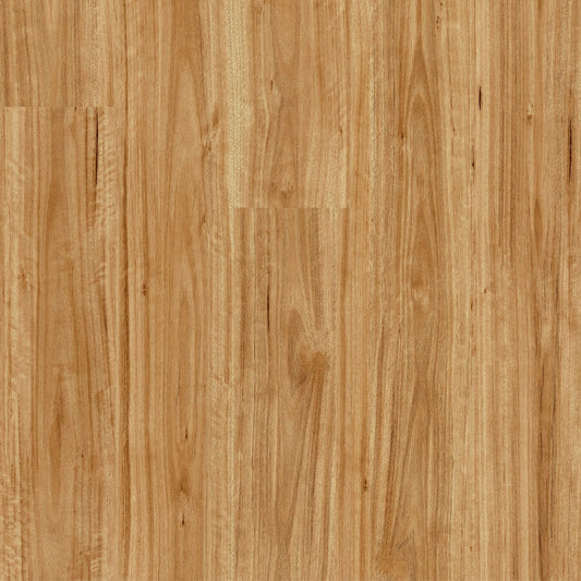 Bloom - Urban Blackbutt