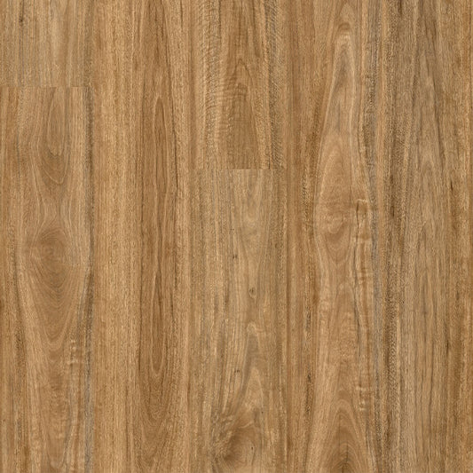 Bloom - Wild Spotted Gum