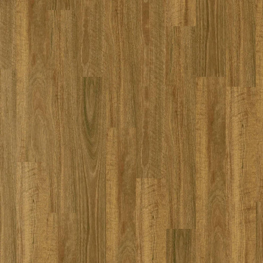 Apollo Hybrid - Grafton Spotted Gum
