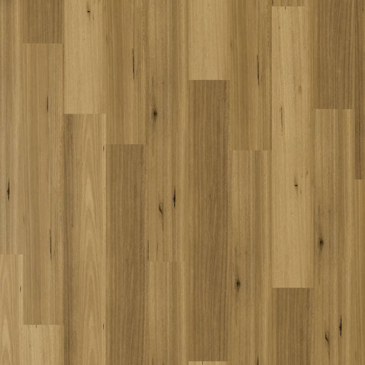 Apollo Hybrid - Western Blackbutt