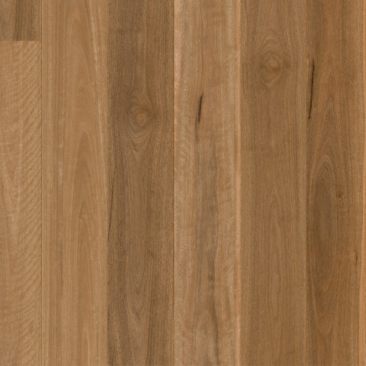 Cascada - Spotted Gum