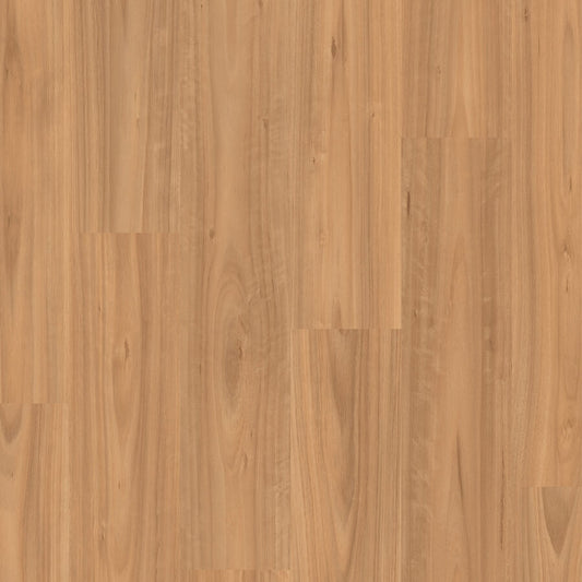 Classic - Classic Blackbutt Light