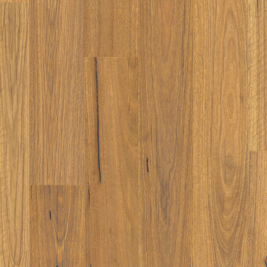 Clix XL - Natural Spotted Gum
