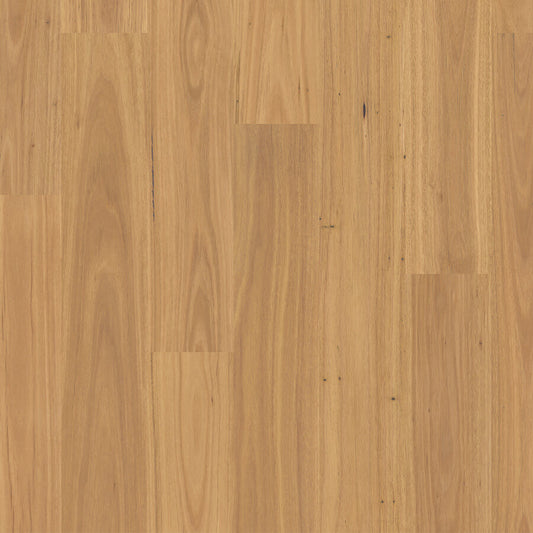 Eligna - Pure Blackbutt
