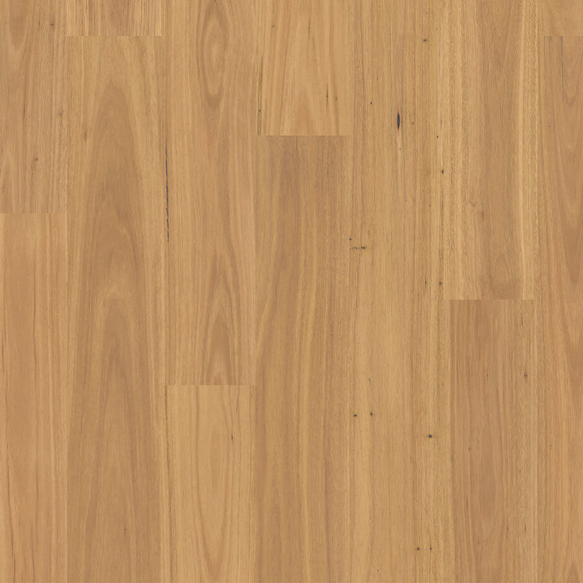 Eligna - Pure Blackbutt – Buy Timber Flooring Online