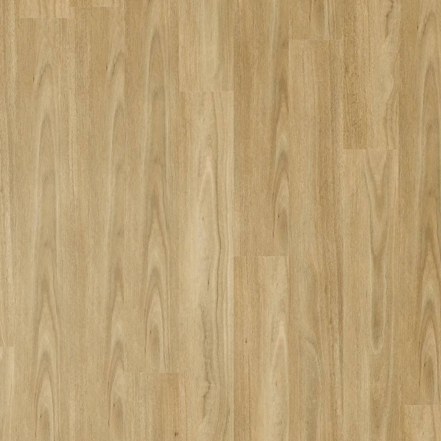 Zenith 1800 Hybrid - Starry Spotted Gum