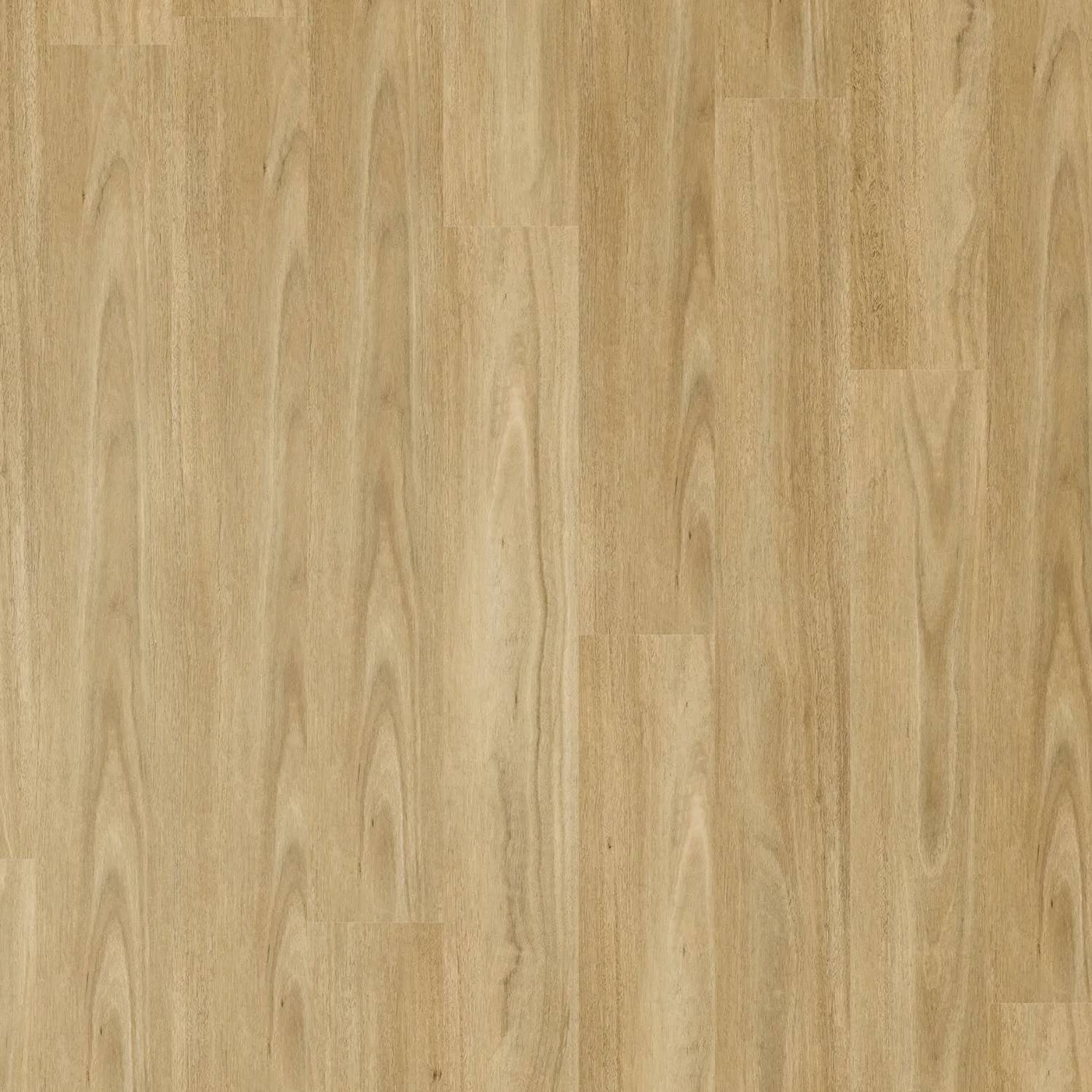 Zenith 1800 Hybrid - Starry Spotted Gum