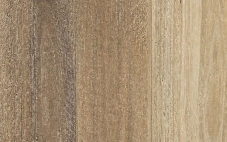 Kodiak Hybrid - Spotted Gum