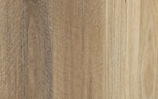 Kodiak Hybrid - Spotted Gum