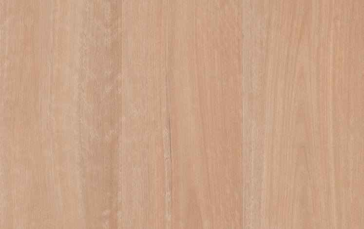 Empress Hybrid - Chai Blackbutt