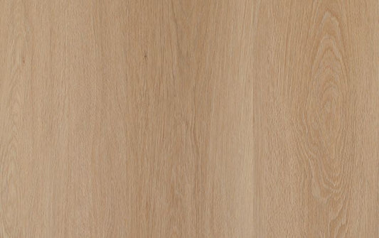 Nouvelle Acoustic - Biscuit